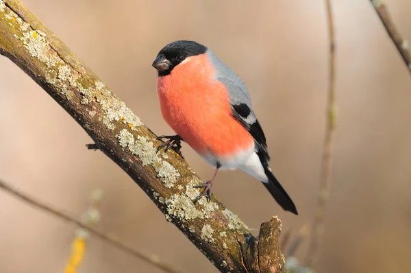 Eurasian bullfinch sits on a branch covered with lichen (in the warm rays of the rising sun). — Stock Photo, Image