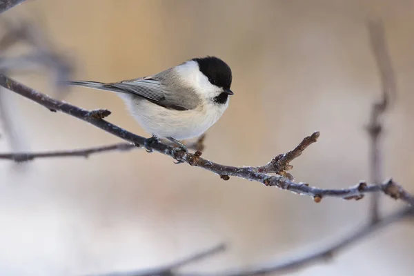 Willow tit sits on a branch of an apple tree (glare in the eye). — Stockfoto