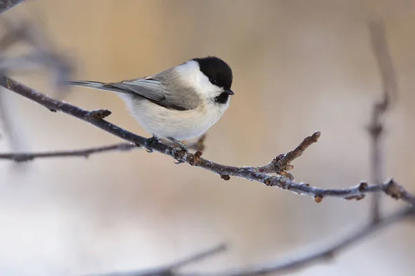 Willow tit sidder på en gren af et æbletræ (blænding i øjet ). - Stock-foto