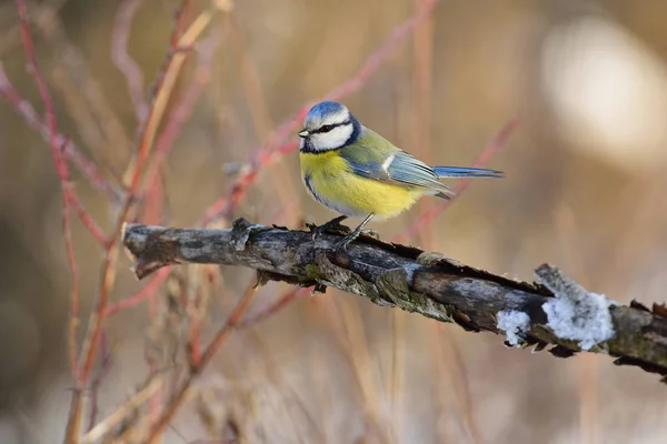 The Eurasian blue tit sitting on a branch with flaking bark (at sunrise). — Stock Photo, Image