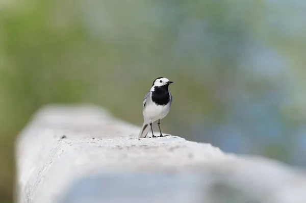 Wagtail blanco se encuentra en el borde de una valla de hormigón sobre un fondo verde-azul . — Foto de Stock