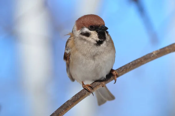 Ευρασιατική tree sparrow κάθεται σε ένα λεπτό κλαδί πολύ κοντά. — Φωτογραφία Αρχείου