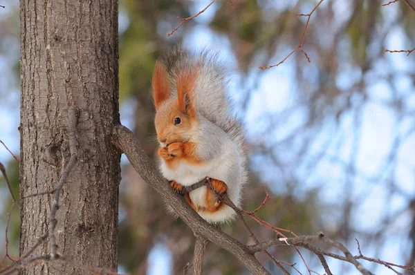 L'écureuil roux d'Eurasie ronge la noix, tenant la branche avec ses pattes postérieures . — Photo