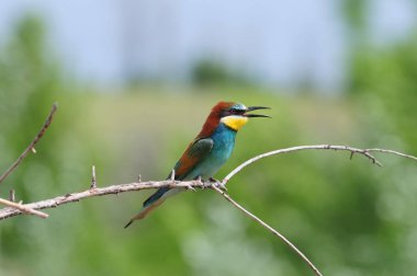 Ense karıştırdı tüyler ile Avrupa arı kuşugiller (ince bir kuru dalda oturma gagası açıldı).