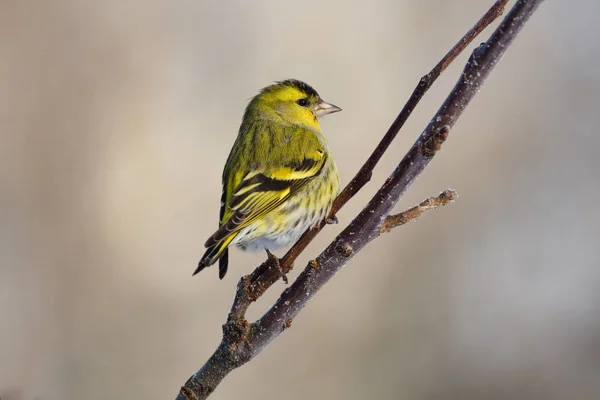 Eurasian siskin looks around, sitting in the branches of the apple tree. — Stock Photo, Image