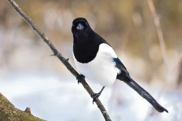 O olhar feroz de um magpie eurasian que senta-se em um ramo fino . — Fotografia de Stock