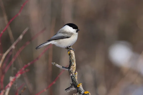 Willow tit lit low winter sun in the forest (sits on a branch covered with lichens). — Stockfoto