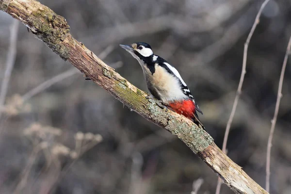 The great spotted woodpecker strongly craned its neck along the branches, hiding from the flying hawk. — Stock Photo, Image