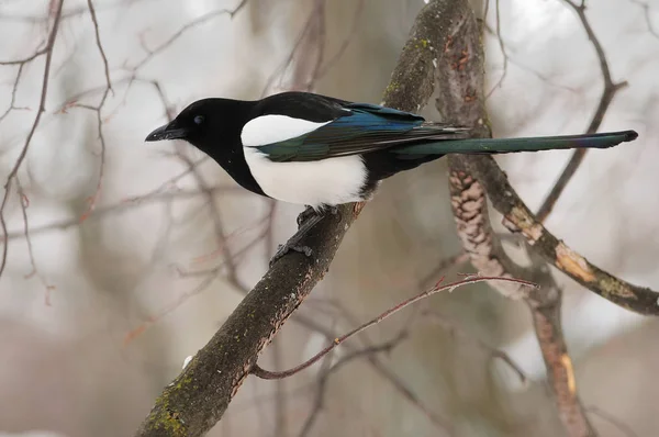 La urraca eurasiática parpadeó, mirando al fotógrafo (sobre un suave fondo forestal ). — Foto de Stock