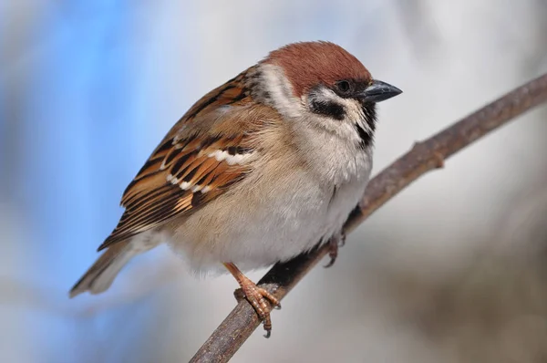 Eurasian tree sparrow sitting sideways on a thin branch very close. — Stock Photo, Image