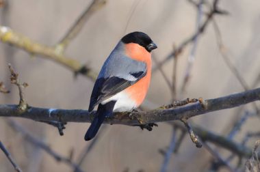 Bayağı şakrak kuşu oturur yarım elma ağacı dalı üzerinde döndü (güneş yansıtır gözlerime).
