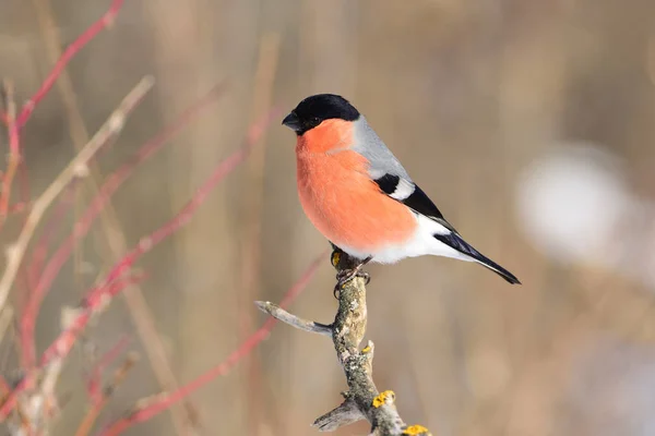 Eurasian bullfinch sits on a protruding branch, looking for food (seeds). — Stock Photo, Image