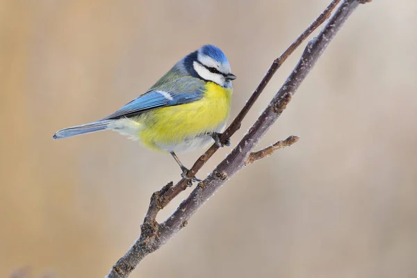 Eurasian blue tit clinging to a branch covered with ice crystals. — Stock Photo, Image