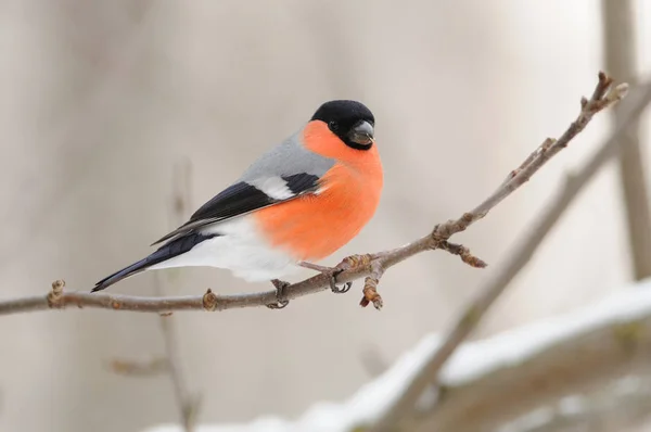 Eurasian bullfinch sits on a branch of a wild apple tree on a cloudy day. — Stock Photo, Image