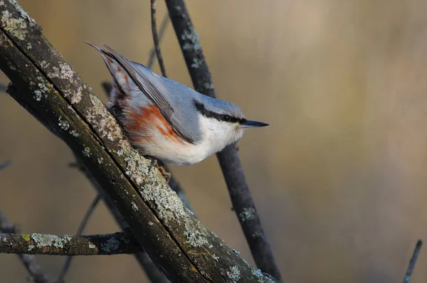 Eurasie Sittelle saute sur une branche avec la tête baissée et la tête baissée et la queue relevée . — Photo