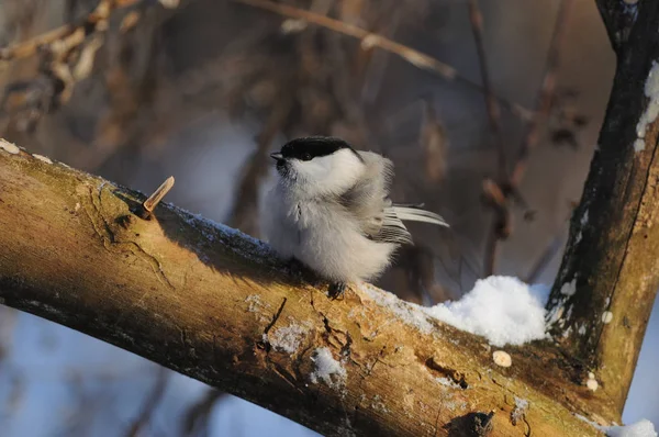 Willow tit on the frost turned into a fur glomerulus. — Stockfoto