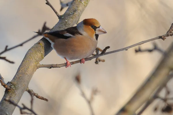 Το hawfinch σκαρφαλωμένο σε ένα λεπτό υποκατάστημα της μια άγριας μηλιάς. — Φωτογραφία Αρχείου