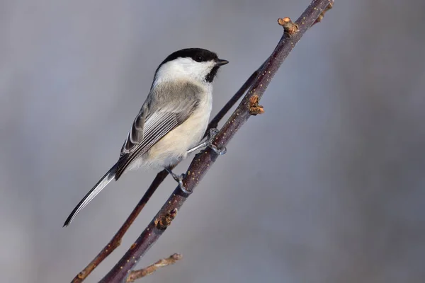 Willow tit sitting on a branch of an apple tree (firmly clings claws). — Φωτογραφία Αρχείου