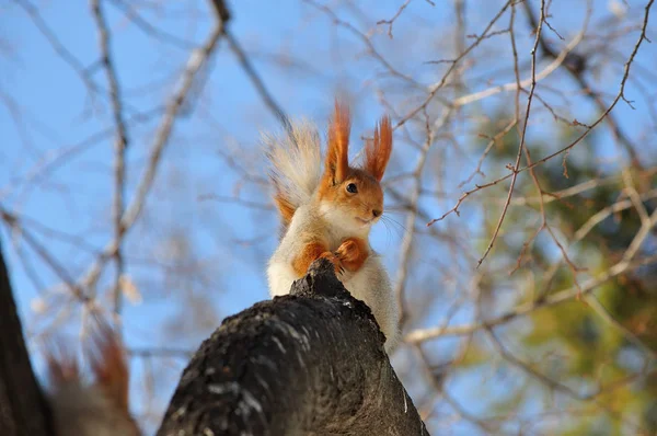Écureuil roux eurasien de l'Altaï se trouve sur une branche épaisse dans une forêt de printemps . — Photo