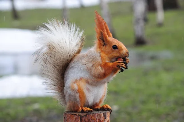 Écureuil roux eurasien assis sur une souche et ronge une noix qui garde les pattes sales . — Photo