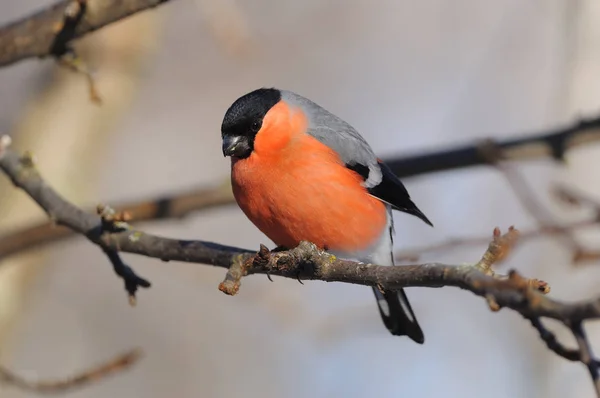 Common bullfinch looks from a branch of wild apples to the ground (where sunflower seeds lie). — Stock Photo, Image