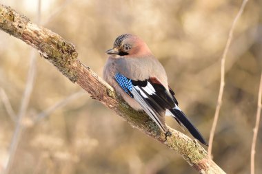 Bayağı alakarga kabartma şube yumuşak sıcak orman arka plan üzerinde oturur.