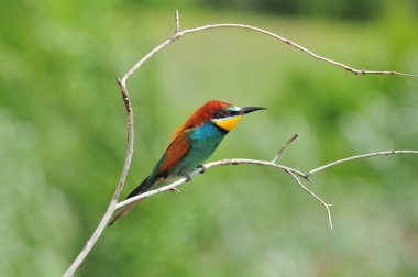 Küçük renkli ejderha (arı kuşugiller) ince bir kuru dal oturur.