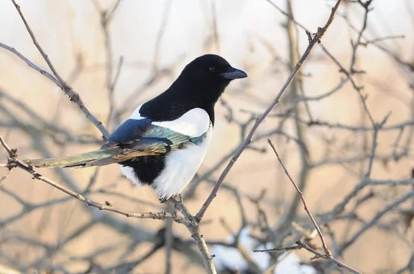 Eurasian magpie senta-se em um ramo de uma árvore de maçã selvagem . — Fotografia de Stock