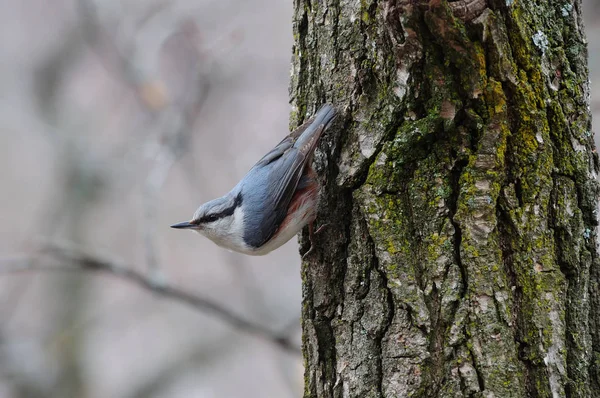 Eurasian nuthatch took a characteristic position on a tree covered with lichen. — Stock Photo, Image