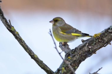 Sert bir kabuk ile kalın bir dalı Florya oturur.