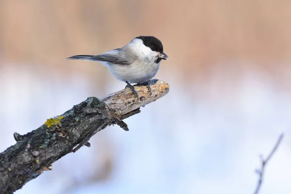 Willow tit sits on a thick branch with a sunflower seed in its beak. — Stockfoto