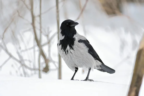 Cuervo encapuchado se sienta con la cabeza vuelta en la nieve . — Foto de Stock