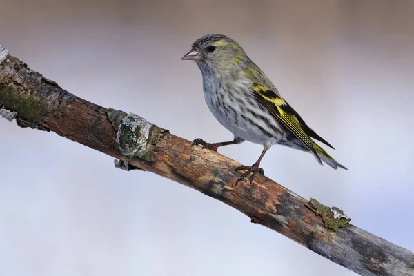 Female of eurasian siskin sits on an old branch: very close, can see every feather, glare in the eye. — Stock Photo, Image