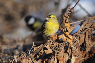 Kara başlı iskete kafasını çevirerek bir kuru bush üzerinde oturur.
