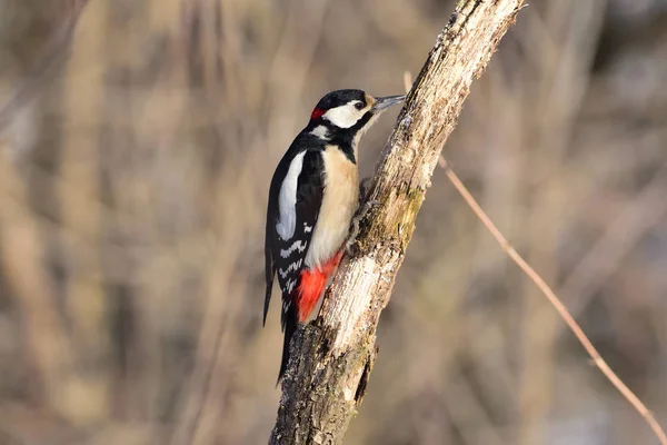 Great spotted woodpecker sitting on a dry branch, carefully looking for insects. — Stock Photo, Image