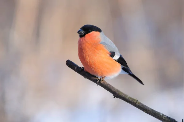 Eurasian bullfinch sits on a branch on a gentle peach-blue background. — Stock Photo, Image