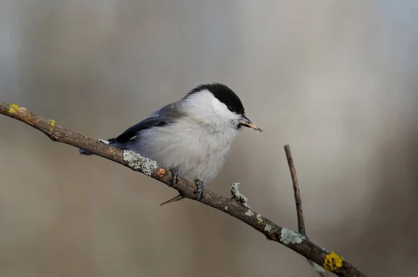 Matkop zittend op een dun takje met gepelde zonnebloempitten in de bek. — Stockfoto