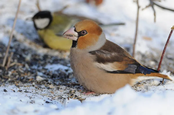 Hawfinch sits on the snow and eats sunflower seeds.