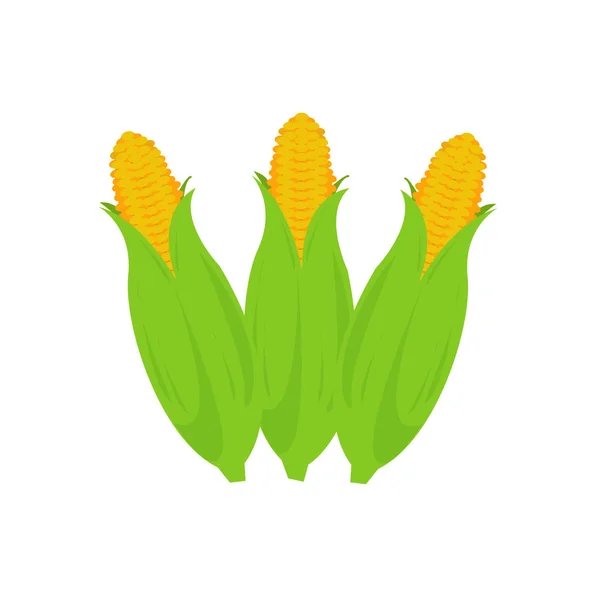 Corn cobs on white background — Stock Vector