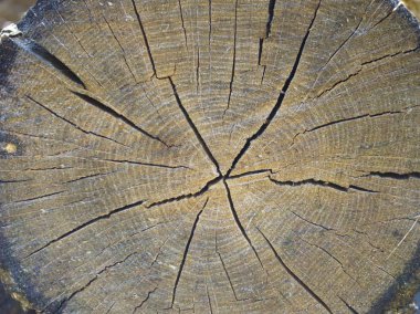 ağaç kütüğü doku soyut, ahşap antik çatlamak