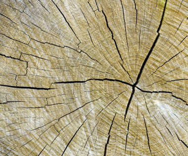 ağaç kütüğü doku soyut, ahşap antik çatlamak
