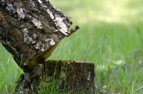 Concetto Deforestazione Quando Albero Cade Una Foresta Che Viene Abbattuta — Foto Stock