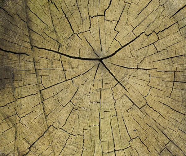 Abstraktní Strukturu Stromu Bezva Dřeva Staré — Stock fotografie