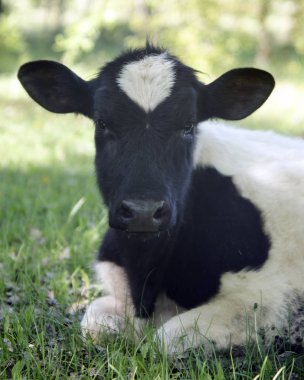Siyah ve beyaz buzağı yeşil çim üzerinde yalan