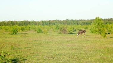 İnek kahverengi otlatma mera içinde. panoramik manzara