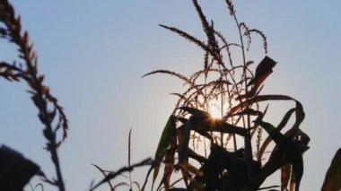 Mısır alan yakın karşı arka plan ile güneş batımında fişekleri. El atış kapatın.