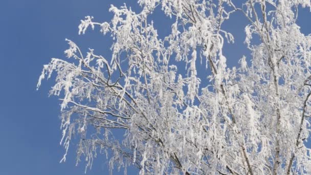 Mrożone gałęzi drzewa brzoza pokryte puszystym śniegu — Wideo stockowe