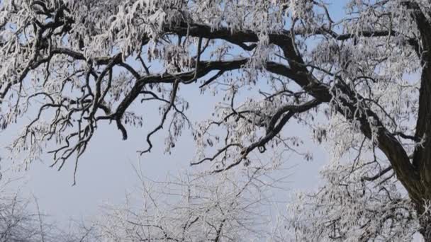 Ramas cubiertas de nieve de árbol de acacia — Vídeo de stock