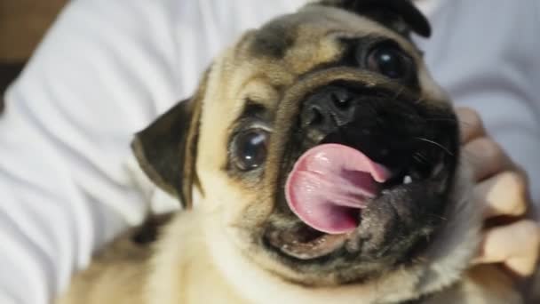 Mops-hund tittar in i kameran — Stockvideo