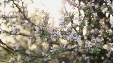 Çiçekli dallar elma ağacının